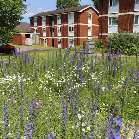 SuDS that Work: The Benefits of Using Pictorial Meadows Turf in Flood Resilience Schemes