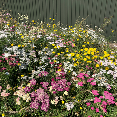 Pollinator Verge PT04