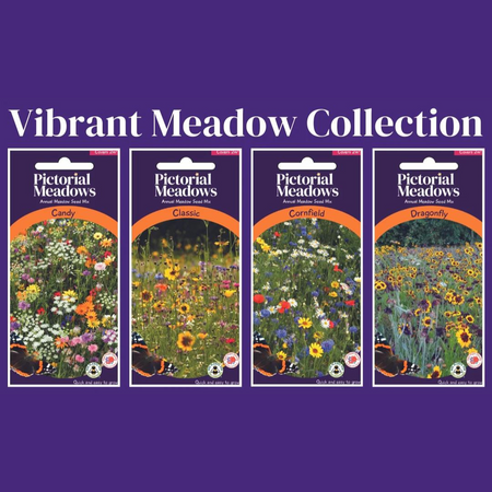 The Vibrant Meadow Collection - £15.00