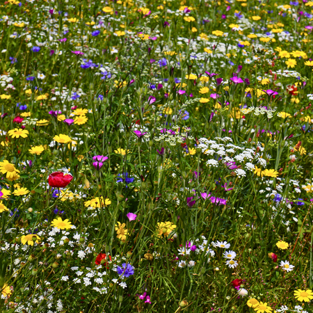 Cornfield PA11 - From £0.83 per sq m