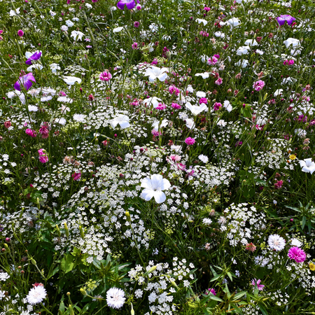 Marshmallow PA08 - From £0.83 per sq m