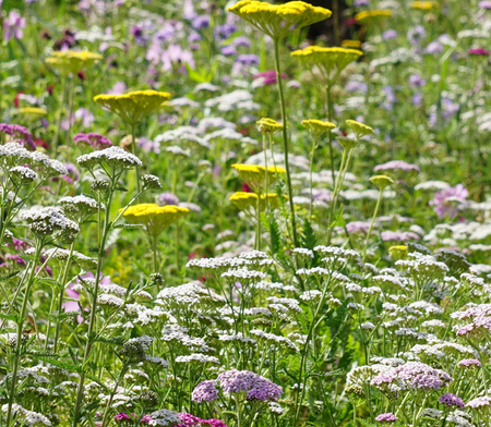 Perennial seeds