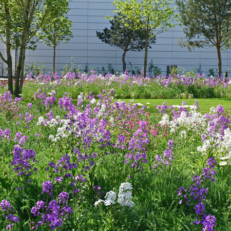 Woodland Fringe PT03