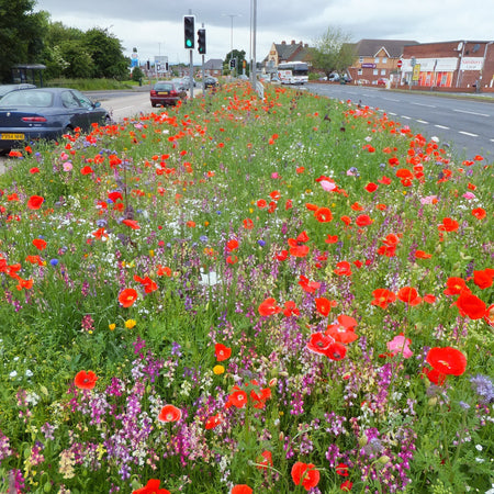 The Pictorial Meadows® Successional Flowering Solution: Maximising impact with minimal maintenance
