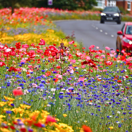Shining the Spotlight on the Pictorial Meadows® ‘Classic’ Annual Seed Mix