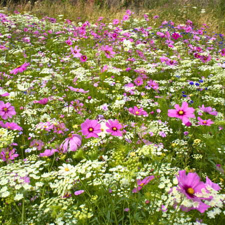Shining the Spotlight on the Pictorial Meadows® ‘Pastel’ Annual Seed Mix