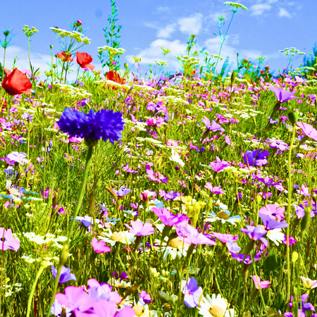 Pictorial Meadows Annual Pastel Seed Mix: A symphony of colours from spring to frost
