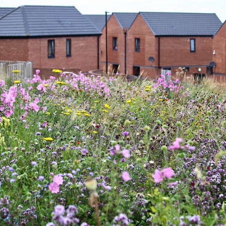 Blooming Urban Landscapes