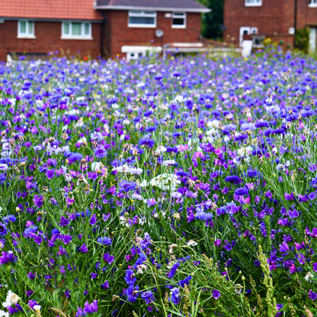 Trust Pictorial Meadows® Annual Seed Mixes to Create the WOW Factor this Spring