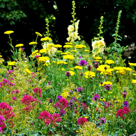 How perennial flower meadows save time and effort in gardening