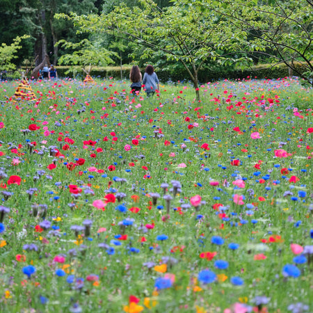 A guide to choosing the right annual wildflower seed mix | Pictorial Meadows®
