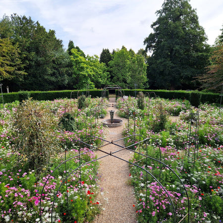 Annual wildflower seed mixes for transitional landscape design | Pictorial Meadows®