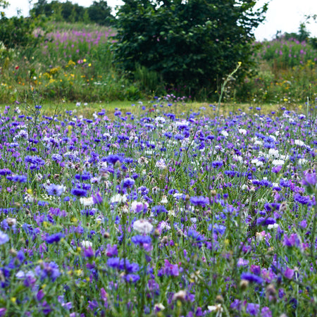 Establishing Annual Wildflower Meadows: Soil preparation and sowing best practices