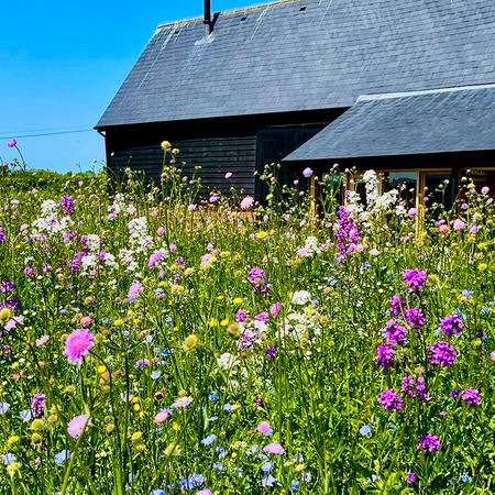 Unique Ways to Transform Your Garden with Pictorial Meadows® Annual Seed Mixes