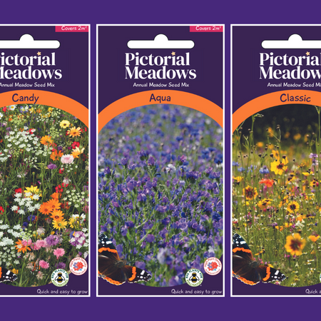 Create thoughtful and eco-friendly gifts with Pictorial Meadows seeds this Christmas
