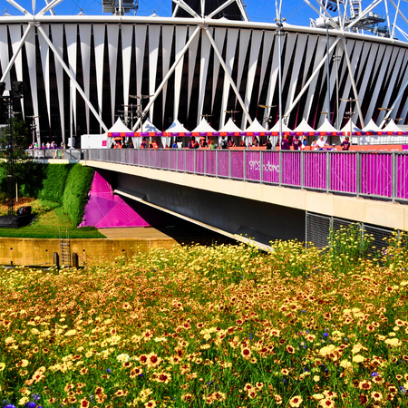 Why You Should Choose Pictorial Meadows® to Deliver Large-Scale Meadow Projects