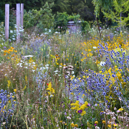 Transform Poor Soils into Flower-Rich Landscapes with Pictorial Meadows Perennial Seed Mixes