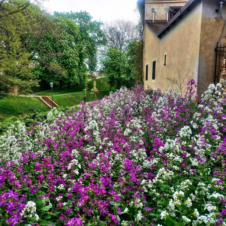 Expertly Designed Perennial Meadows for Lasting Beauty, Biodiversity and Sustainability