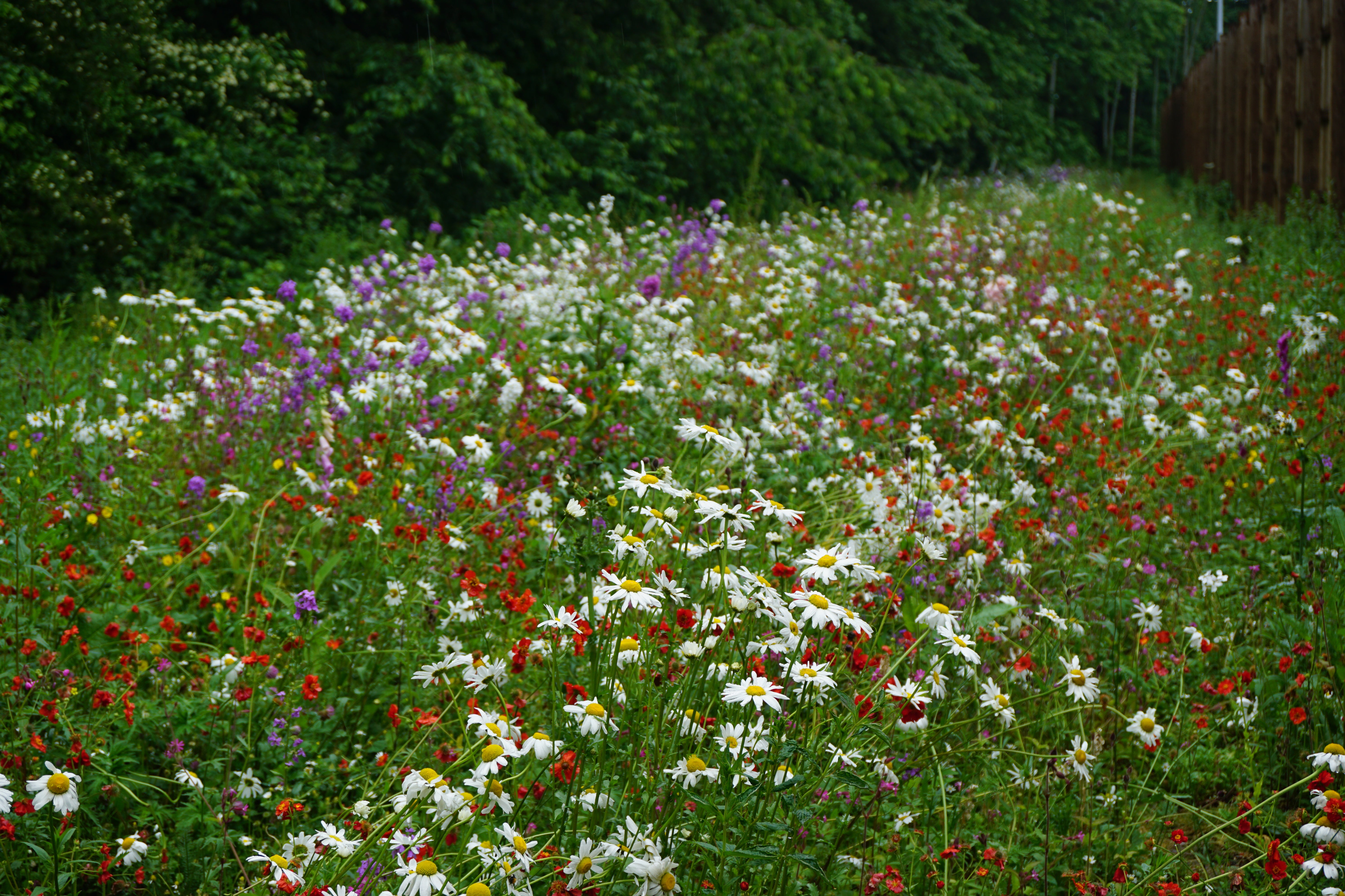woodland edge wildflower seed mix Woodland Edge PS03