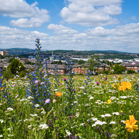 Botanical Skyline PT09