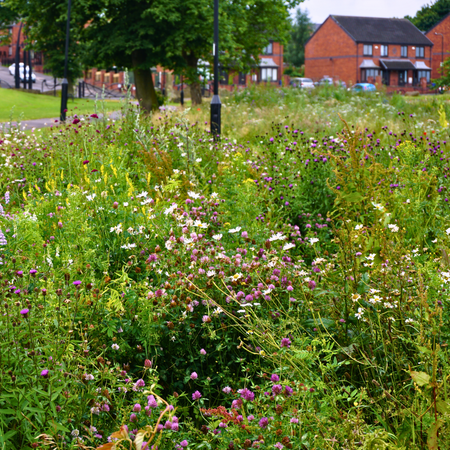 Native Meadow PS05 - From £1.65 per sq m