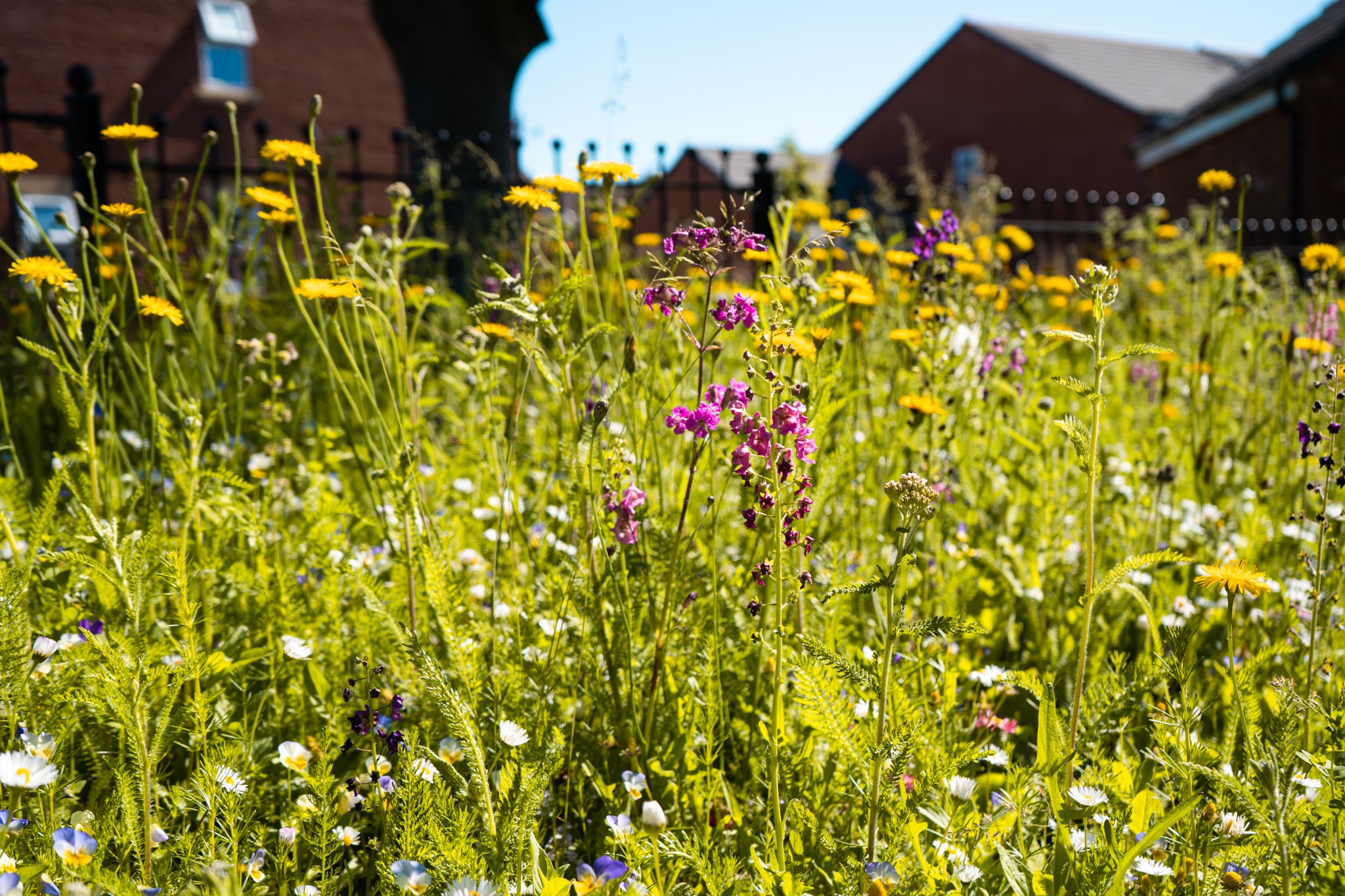 Pollinator Verge PT04