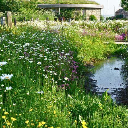 Rain Garden PT05