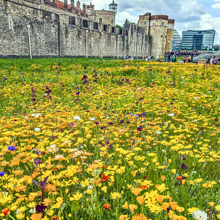 ["Tower of London Superbloom"]