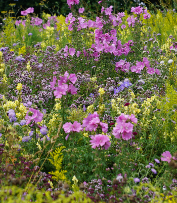 Meadow Turf